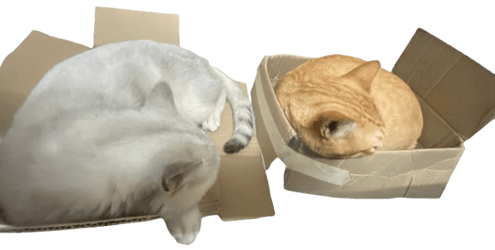 Mèo cưng LockCat